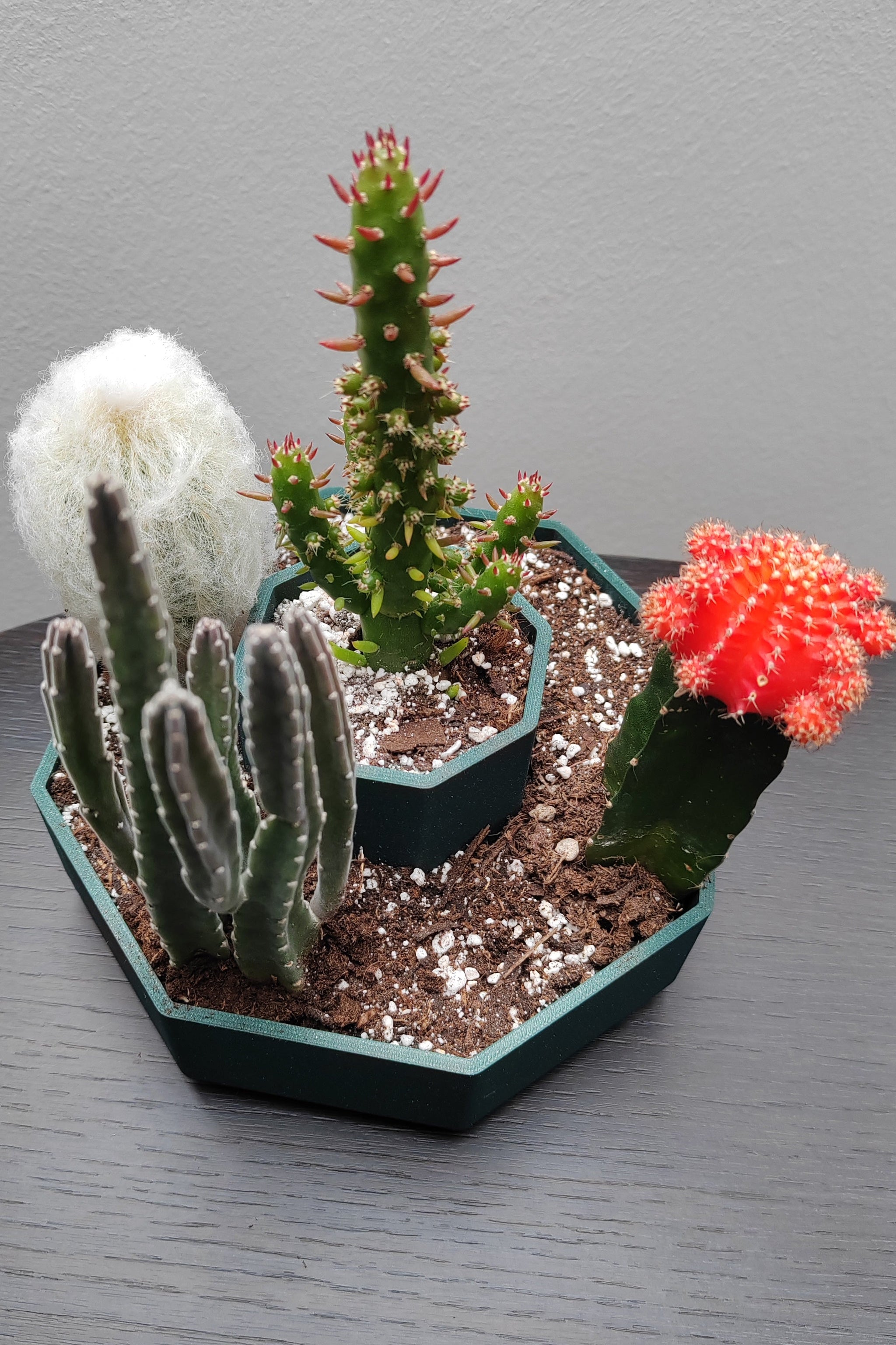 Achteckiger Pflanzentopf mit zwei Ebenen für Kakteen