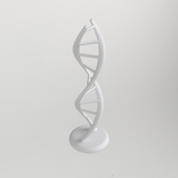 Double Helix DNA Model – No Supports Required