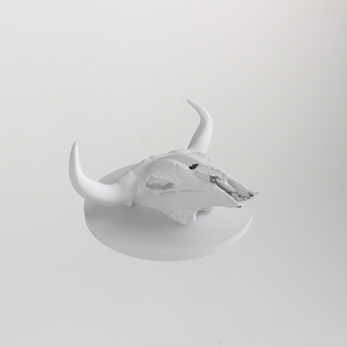 Bull Skull Wall Hook / Decorative Stand