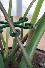 Close-up of minimalist plant support hook in neutral finish against white background