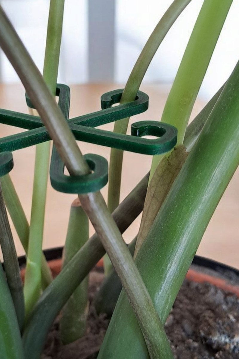 Close-up of minimalist plant support hook in neutral finish against white background