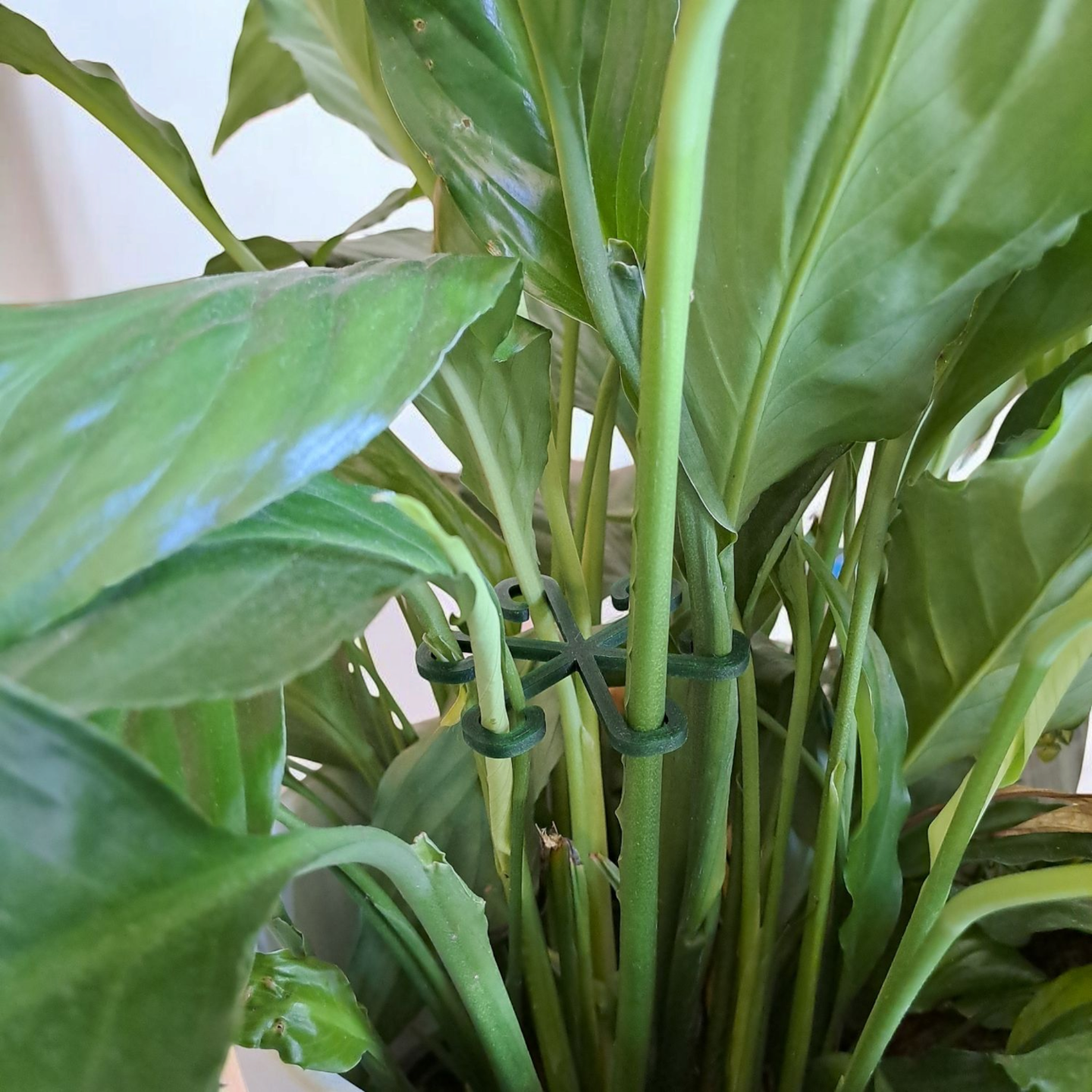 Close-up of minimalist plant support hook in neutral finish against white background