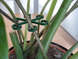 Close-up of minimalist plant support hook in neutral finish against white background