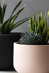 Close-up of minimalist round white plant pot with clean edges