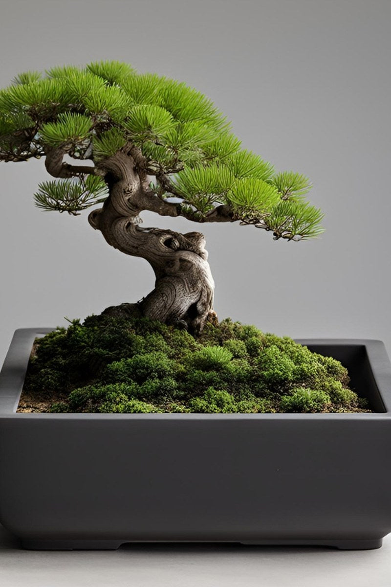 Square bonsai pot with clean geometric edges, neutral minimalist design