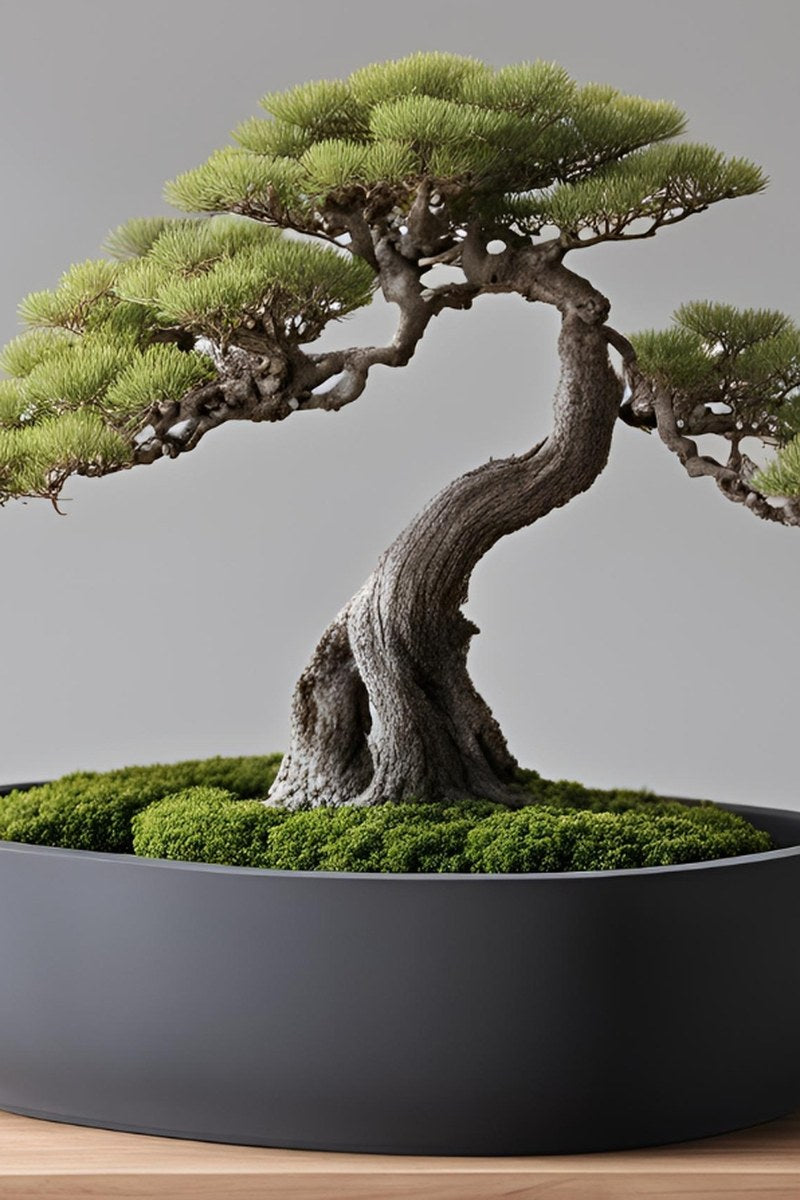 Round minimalist bonsai pot with smooth matte finish, viewed from above