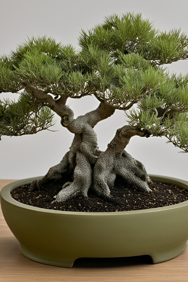 Close-up of round bonsai pot showing clean geometric form with integrated foot