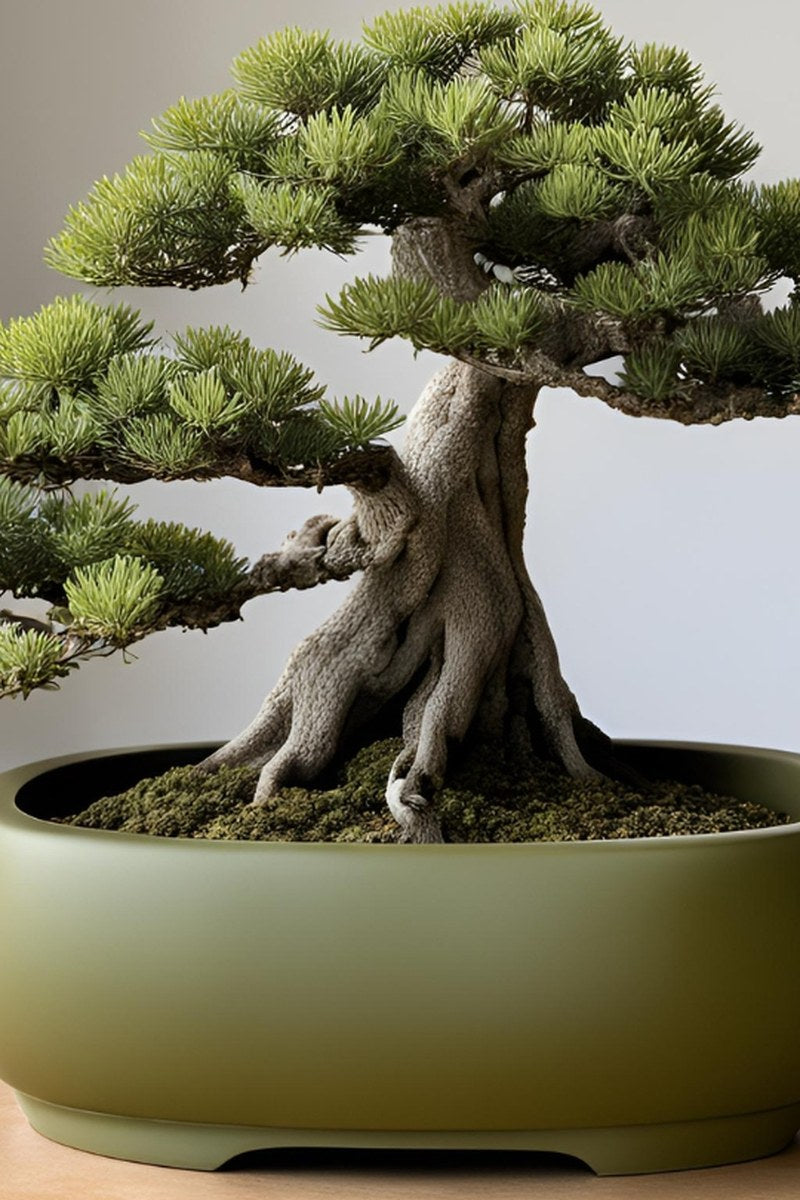 Smooth oval bonsai pot in natural finish, front view