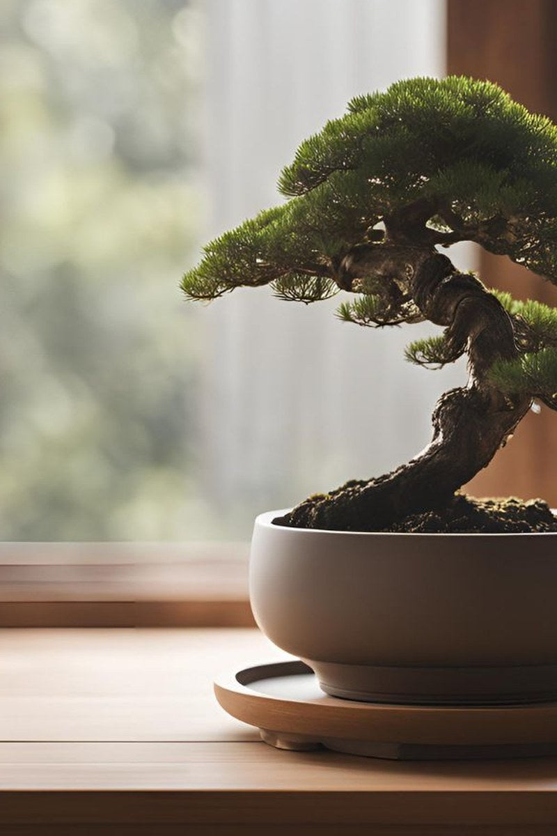 Curved bonsai pot with drainage hole, minimal Scandinavian design