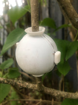 Root Ball for Plant Propagation with Hinge & Clip
