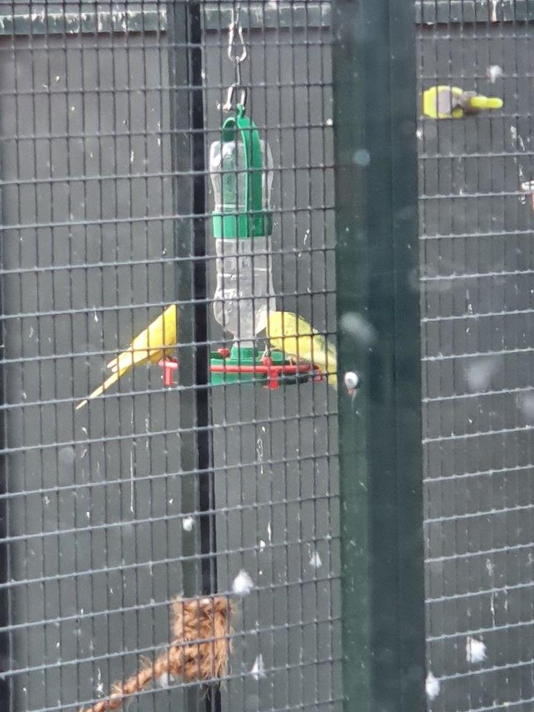 Bird Drinker with Perch & Bottle Holder for Garden Birds