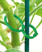 Plant Clips for Climbing Plants – Secure & Discreet