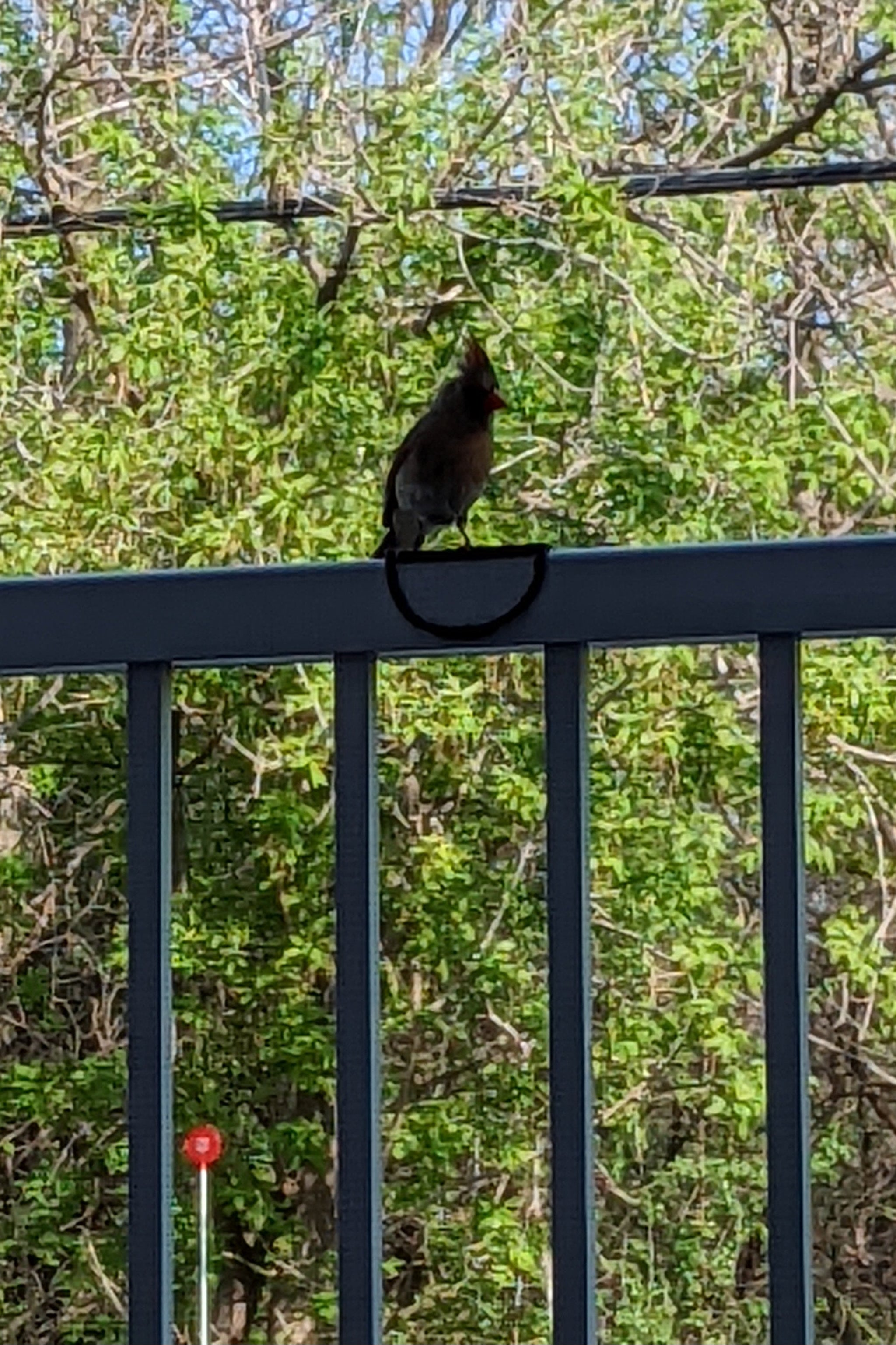 Bird Rail Perch – Non-Slip Railing Perch for Wild Birds