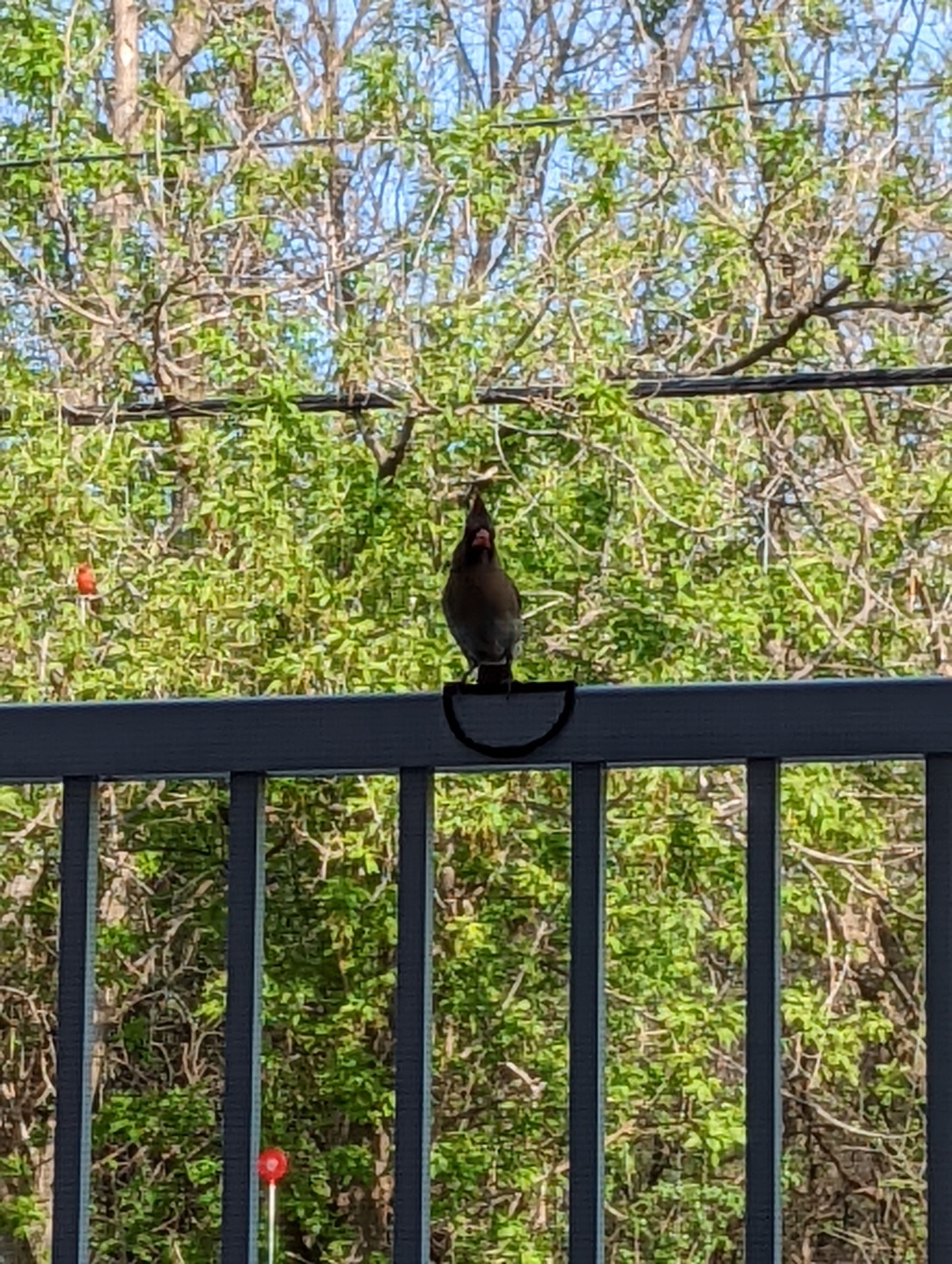 Bird Rail Perch – Non-Slip Railing Perch for Wild Birds