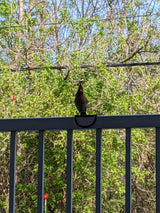 Bird Rail Perch – Non-Slip Railing Perch for Wild Birds